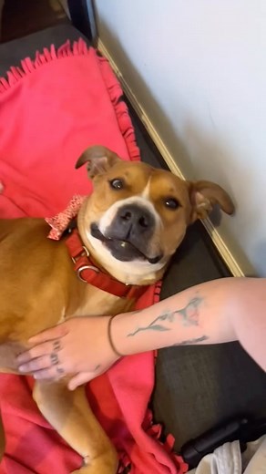 🐾 Meet Hercules! 🐾 Looking for a loyal companion to join your adventures? Hercules is your guy! This energetic five-year-old Pitbull mix knows all his basic commands and loves nothing more than running and learning new tricks. 🏃‍♂️🎾 While he prefers to be the only pet and doesn’t do well with children, Hercules is a cuddle enthusiast and enjoys sleeping in, especially after a long day of play. 💤 Plus, he’s a sucker for a good massage to soothe those tired muscles! Could Hercules be the perf