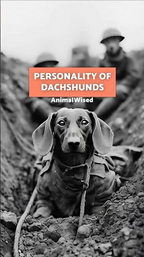 THIS IS THE PERSONALITY OF DACHSHUNDS! 🌭 #Dachshund #SHORT