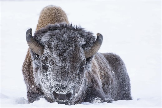 Wyoming's Plains Bison vs. Wood Bison: How Much Bigger Are Wood Bison? - News Usa Today