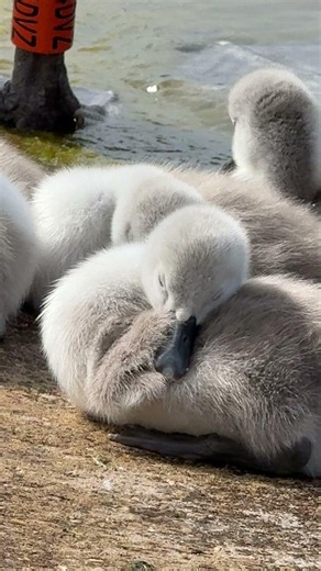 "Mute swan preens in shallow water as cygnets rest and one preens beside her 🦢🐥🐥🐥🐥🐥🌊☀️"
