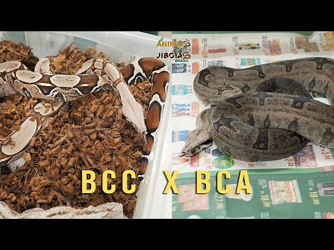 Bcc X Bca! What are the differences and characteristics of these animals?