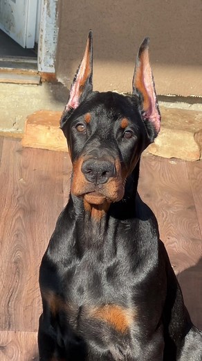 Top male from Invictus Doberman House 🌟🌟🌟 Our little 🦍😎 #dobermanpuppy #dog #dogs #PuppyPlaytime #DobermanLife #DogsofTikTok #ViralDogs #bluedoberman #DobermanBreeder #doberman #DogsOfInstagram #ChampionBloodline #FutureProtector #bestdog #petsoftiktok #PuppyVibes #puppylove #pets #viralvideotiktok #ForYou