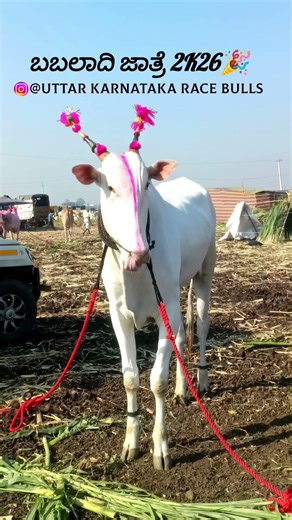 ಬಬಲಾದಿ ಜಾತ್ರೆ 2K26 🎊