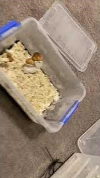 importance of lighting when growing mushrooms