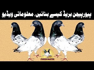 How to Make a Pure Pigeon or Pigeon Breed