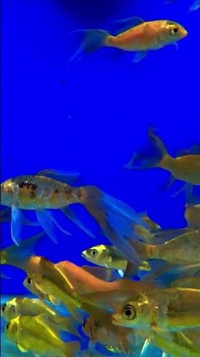 Koi Fish – The Living Jewels of the Pond! 🐟✨ #Shorts #LianaFish