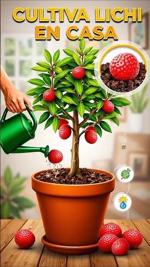HOW TO GROW LYCHEE IN A POT AT HOME