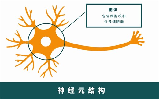 脑科学系列短视频：神经元的结构与功能