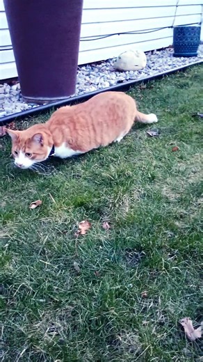 Back Yard Cat Patrol #cat #catvideos #catshorts #funnycats #gatos #cats #orangecat #cutecat #kot
