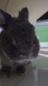 The GV buns 🤣 Love. Care. Teach xoxo Angie Master Rabbit Groomer & Holistic Practitioner #angiespets #masterrabbitgroomer #rabbitgrooming #celebritybuns #bunniesofsingapore #rabbitsofsingapore | Angie's Pets