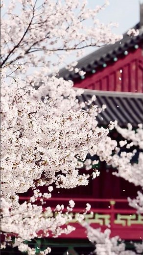 Cherry Blossom en Japón 🌸 | Así se vive la primavera japonesa | Sakura 4K