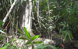 野外生存系列【Wilderness Technology】养鸟