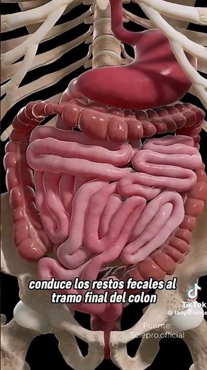 Sabías que el recto tiene la capacidad de distinguir entre las heces y las flatulencias #rec