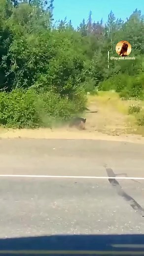 69K views · 387 reactions | #wildanimal #wildlife #nature #animal #animals #wildlifephotography #wildanimals #wild #naturephotography #animalphotography #photography #bird #animallovers #naturelovers #canon #wildnature #animallover #birds #naturelover #squirrel #perfection #captures #wildlifephotographer #shots #world #art #wildlifeplanet #photooftheday #wildlifephoto #love | Wild Live Show | Facebook