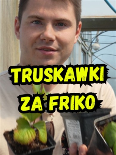 Rozmnażanie truskawek wiszących: jak uzyskać nowe rośliny za darmo