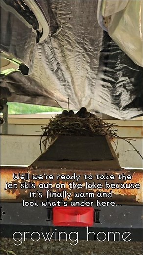 Baby Robins in the Weirdest Nest Spot Ever 🤭🪺
