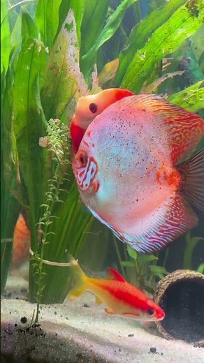 Discus laying eggs ￼#discus #fishtank #plantedtank #roselineshark #albino