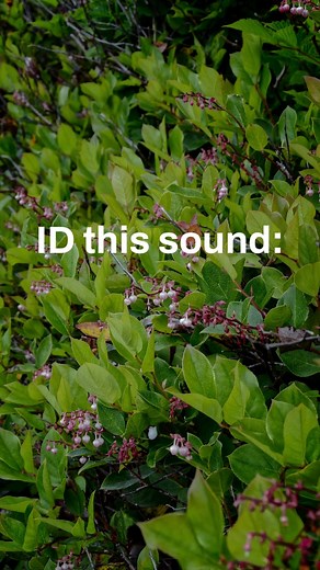 Do you know who makes this sound? If you do help us keep an eye and ear out for Spotted Towhees by joining Climate Watch! Link to join in our bio. | Birds Connect Seattle