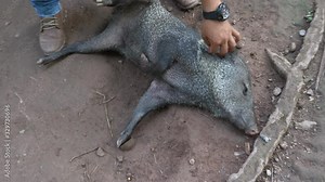 video of a Collared peccary playing with its owner in the dirt
