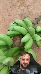 27K views · 969 reactions | Jararaca no cacho de banana? Corallus hortulana, Suaçubóia #biologohenrique #animais #biologo | Biólogo Henrique o Biólogo das Cobras | Facebook