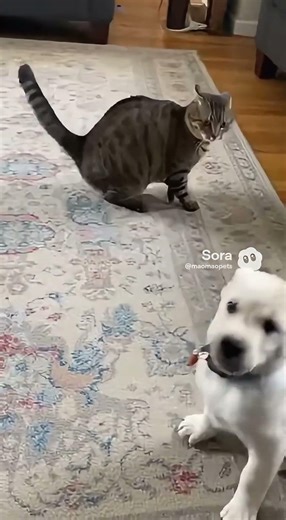 Cat and Dog Playing Together = Pure Happiness 🐱🐶
