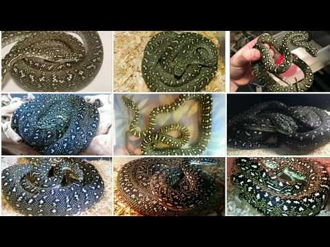 What type of carpet python do I have?