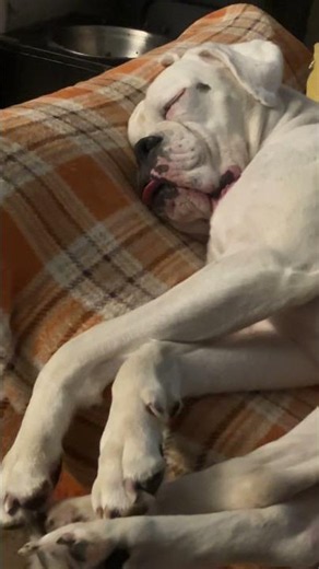 Peaceful white boxer dog sleeps #dog #viral #boxer #funny #boxerdog #doggie #cute #girl