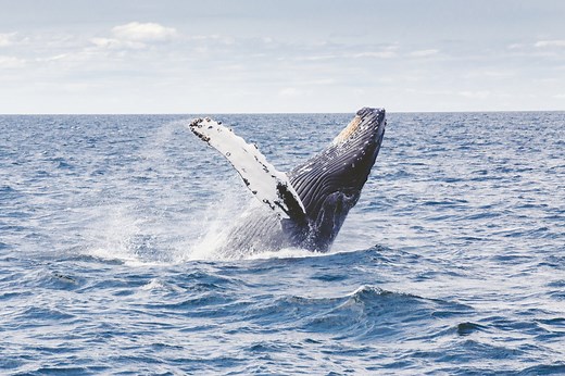Whale Watching San Diego - Best Whale Watching Tours In San Diego Near Me - Next Level Sailing
