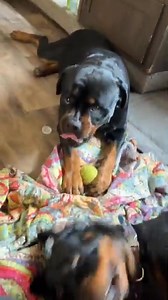 Why do Rotties look so vicious but are so sweet ? | Kott The Rott