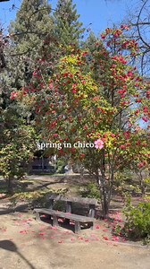 Spring has arrived on Chico State campus. What's your favorite spring activity in Chico? 🌸✨ #ChicoState | California State University, Chico
