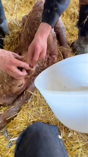 Why Vets Pour Cold Water In Calf Ear? #goodtoknow #vet #medicine #funfacts #lifehacks #educational