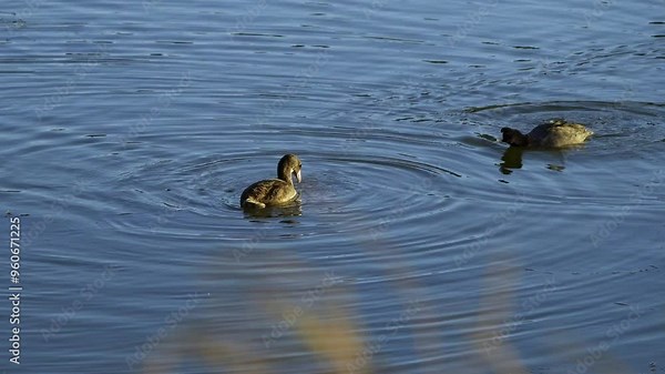 American Coot families in Elk Island National Park, Edmonton. Captures nesting, feeding, and nurturing behaviors in a serene, natural habitat. Ideal for nature and wildlife content