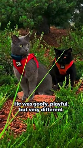 These Two Cats Travel America In A Truck With Their Dad! #travelwithcats #truckingcat | Cats And Kittens