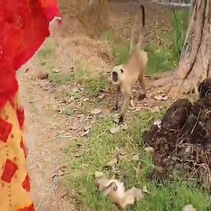 1.9M views · 10K reactions | Touching video of baby monkey being electrocuted and injured #animal #animals #money Join my group :  We Love Cats ☑️  . Thank you so much ❤ | Embrace your Heart | Facebook