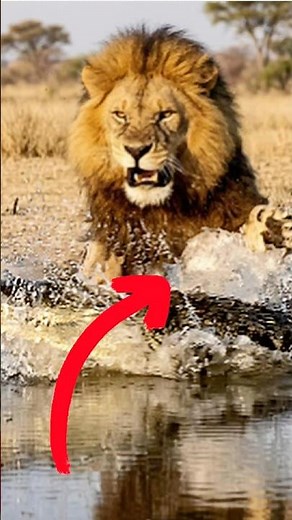 Crocodile Destroys Everyone… Until He Shows Up 👑