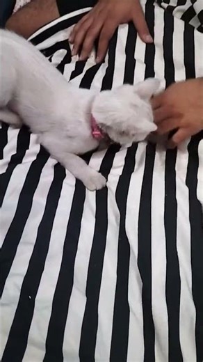 cute cats 😻😻😻 #cat #facts #pets #cutecat #growwithcats #catsfamily #catlovers #honeybeest #catcat