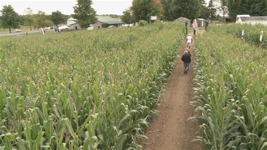 GALLERY: Long Acre Farms hosts car show, shows off Ford Mustang-themed corn maze
