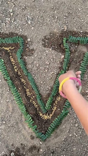‘V’ Letter Plant Growth 🌱