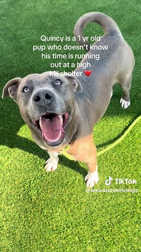 Quincy: Adorable Shelter Puppy Seeking a Forever Home