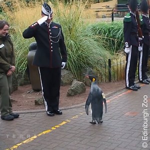 Heute am Weltpinguintag stellen wir Euch den weltweit ranghöchsten Pinguin vor: Brigadegeneral Nils Olav. | Terra X