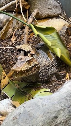 Look at this Amazing Dwarf Caiman Enclosure ! So Realistic #alligator #reptile #lizard #crocodile