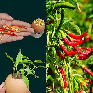 51K views · 1.4K reactions | Simple method propagate chilli tree in a chilli seeds with egg shell || how to grow chilli tree | Rana Craft | Facebook