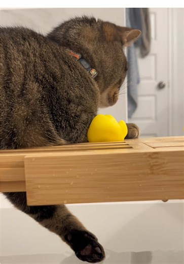Cute Cat Enjoys Bath Time Dipping