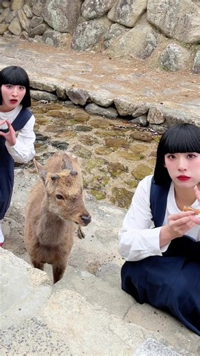 宮島の鹿さんとOKP👩🏻 アバンギャルディが6月20日（土）に📍広島JMSアステールプラザ 大ホールにてライブを行います！！🔥 AVANTGARDEY LIVE TOUR 2026 【DANCE ON AIR】 ただいまチケット好評販売中！ @アバンギャルディ avantgardey @sono #avantgardey #アバンギャルディ