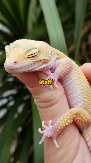 Leopard geckos live longer than you think