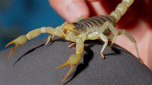 Scorpion safety: Fact vs. fiction
