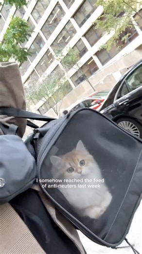 Cleo the City Kitty on Instagram: "psa: neuter or spay your cat! 🤍"