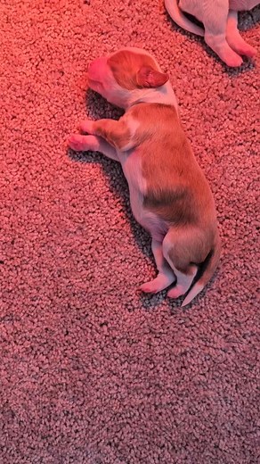 😍😍😍 see our website for more info on this adorable little guy! #Cavapoo #Cockapoo #CavapooPuppy #CockapooPuppy #CavapoosOfInstagram #CockapoosOfInstagram #CavapooLove #CockapooLove #CavapooLife #CockapooLife #SanDiegoPuppies #SouthernCaliforniaPuppies #CavapooCommunity #CockapooCommunity #MiniDoodles #DoodleLife #DoodleLovers #Bernedoodle #Goldendoodle #Labradoodle #SoCalDoodles #SanDiegoDogs #CaliforniaDogs #CavapooNation #CockapooNation #PuppyJoy #DoodleFamily #CavapooCutie #CockapooCutie #