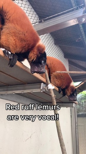 Listen to This Red Ruffed Lemur's Warning Call