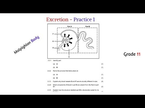 Excretion grade 11 - practice 1